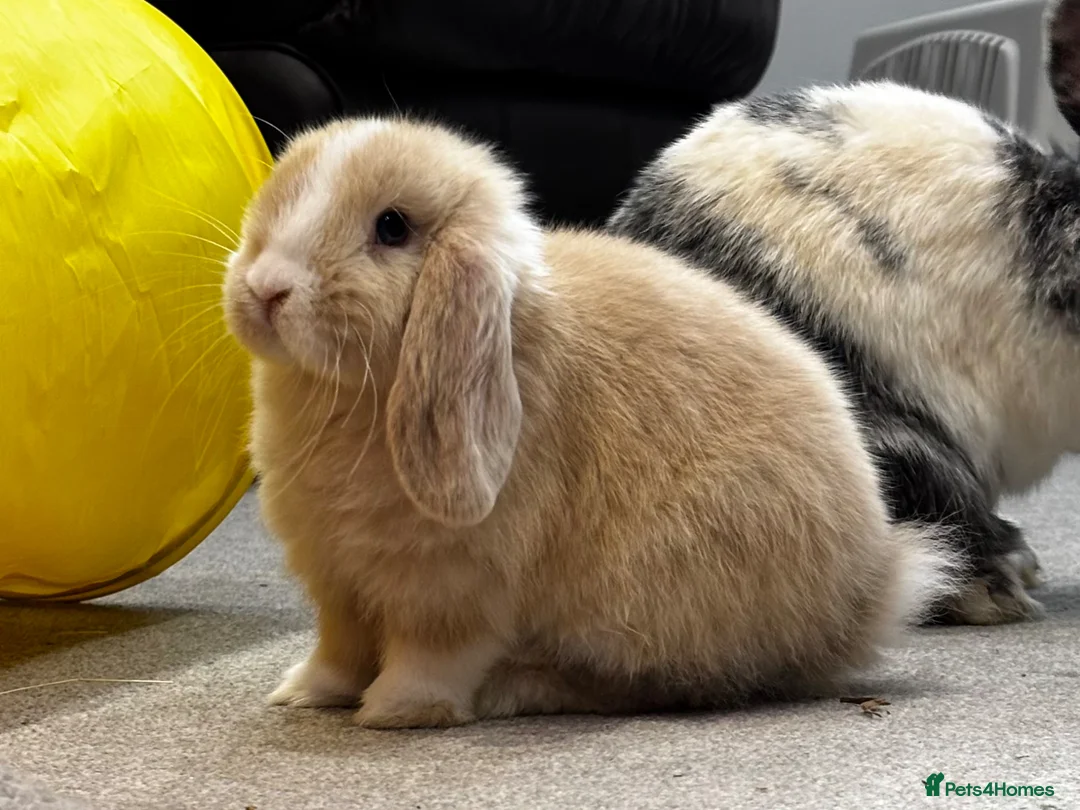 Mini Lop rabbits for sale: Born 15th March - 1 baby boy - ready 9th/10th May - Advert 2