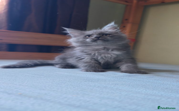 Maine Coon cats - Advert 3