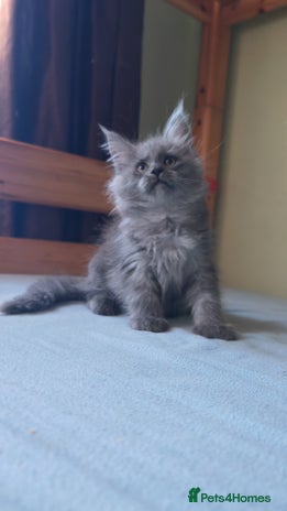 Maine Coon cats - Advert 12