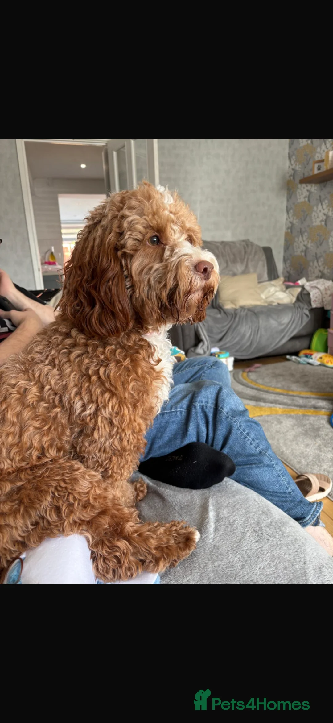 Cockapoo dogs for sale: Female Cockapoo  - Advert 2