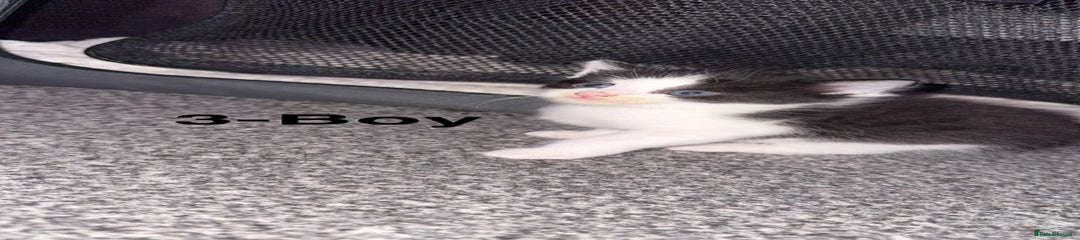 Mixed Breed Kitten 1