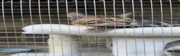 Bengal cats for stud: stunning glitter bengal stud  in Bradford - Advert 4