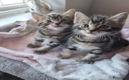 Sokoke cats for sale: Rare and lovely Sokoke Kittens♡ - Image 3