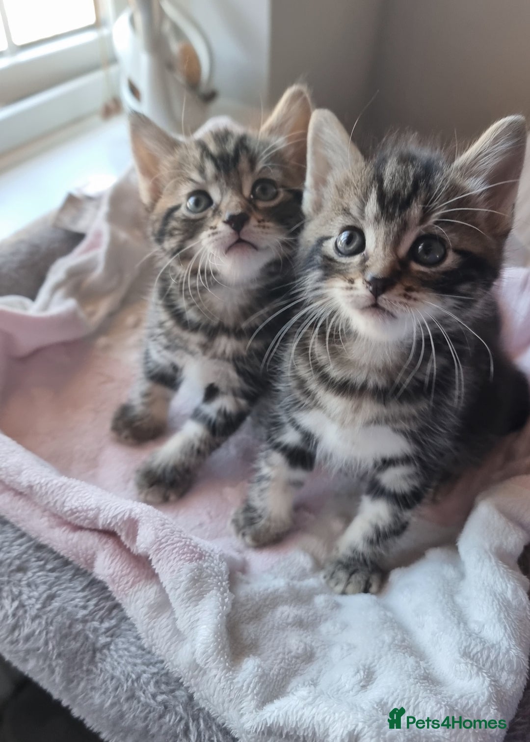 Sokoke cats for sale: Rare and lovely Sokoke Kittens♡ - Image 3