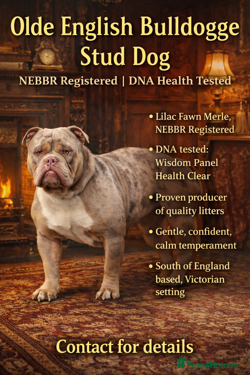 Olde English Bulldogge dogs Olde English bulldog stud  - Advert 4