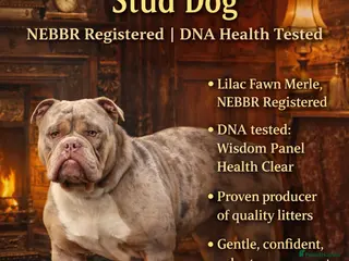 Olde English Bulldogge dogs Olde English bulldog stud - Advert 4