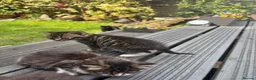 Mixed Breed cats for sale: Beautiful kitten’s  - Advert 12