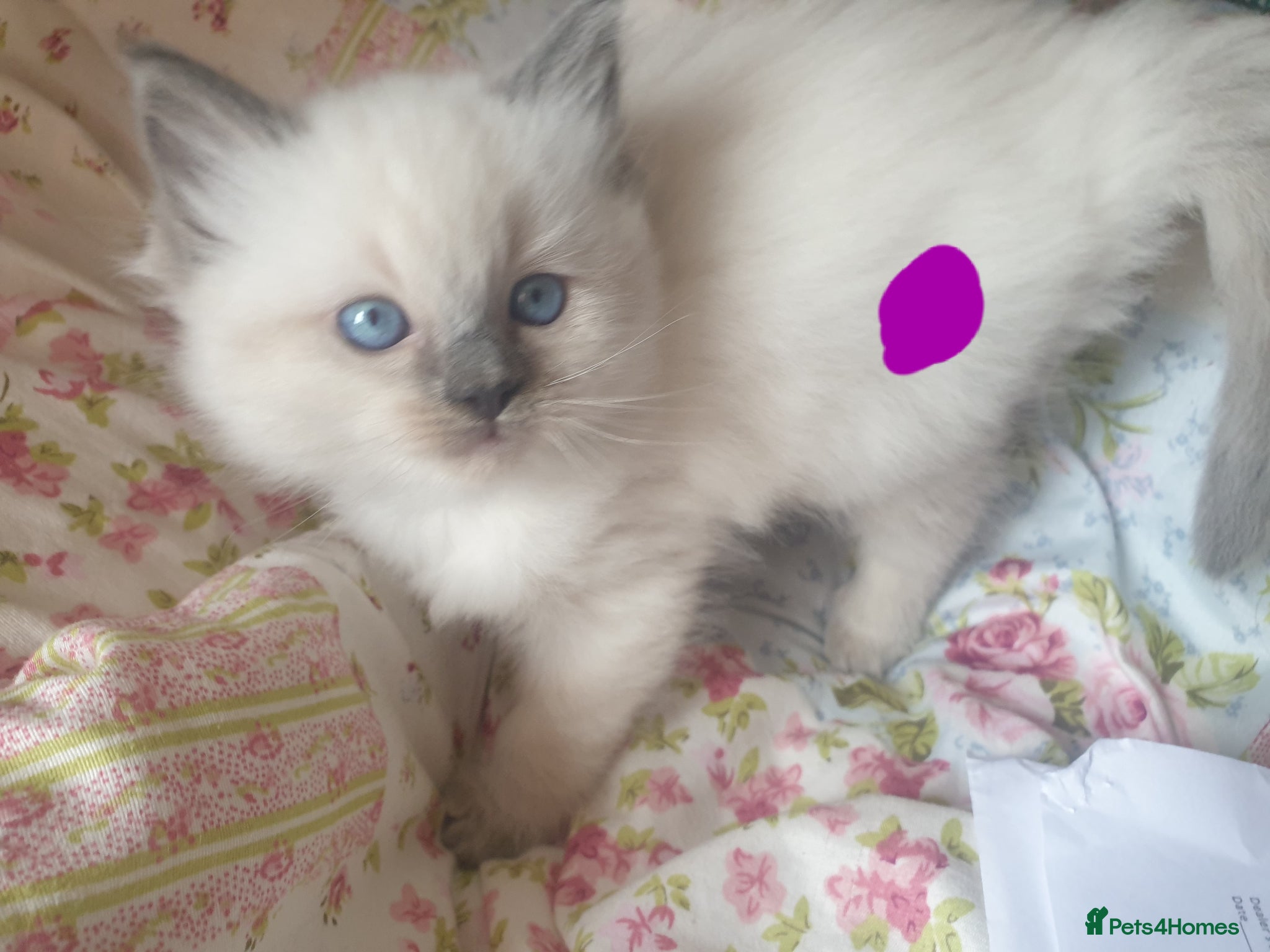 Ragdoll cats for sale: Ragdoll fluffy kittens x 4 chocolate seal point - Advert 21