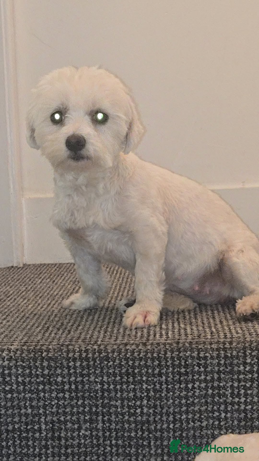 Maltese dogs Beautiful pure Maltese puppies  - Advert 2