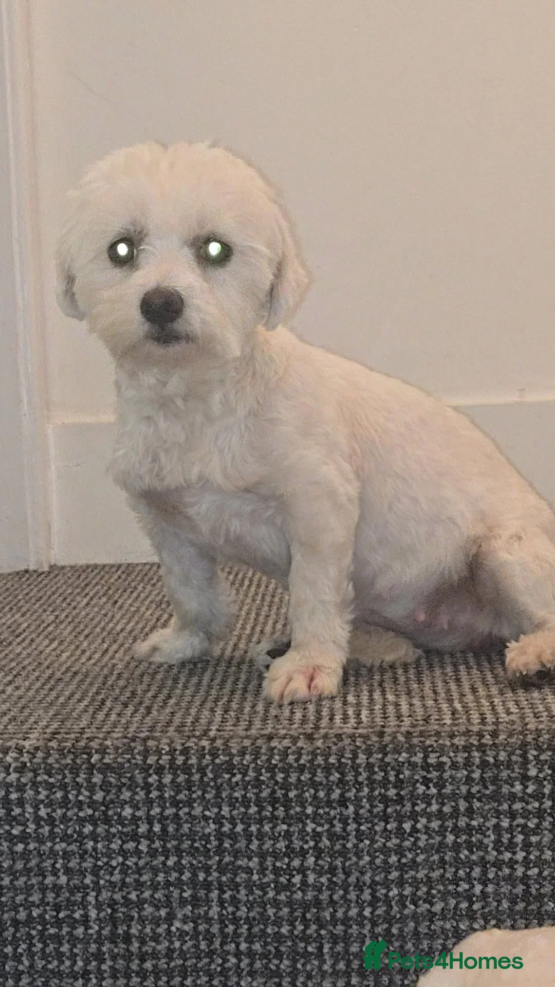 Maltese dogs for sale: Beautiful pure Maltese puppies  - Advert 2