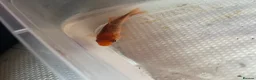 Goldfish fish for sale: Goldfish for sale in Folkestone - Advert 1