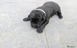 German Shepherd dogs for sale: Gorgeous Black German Shepherd Puppies. - Image 32