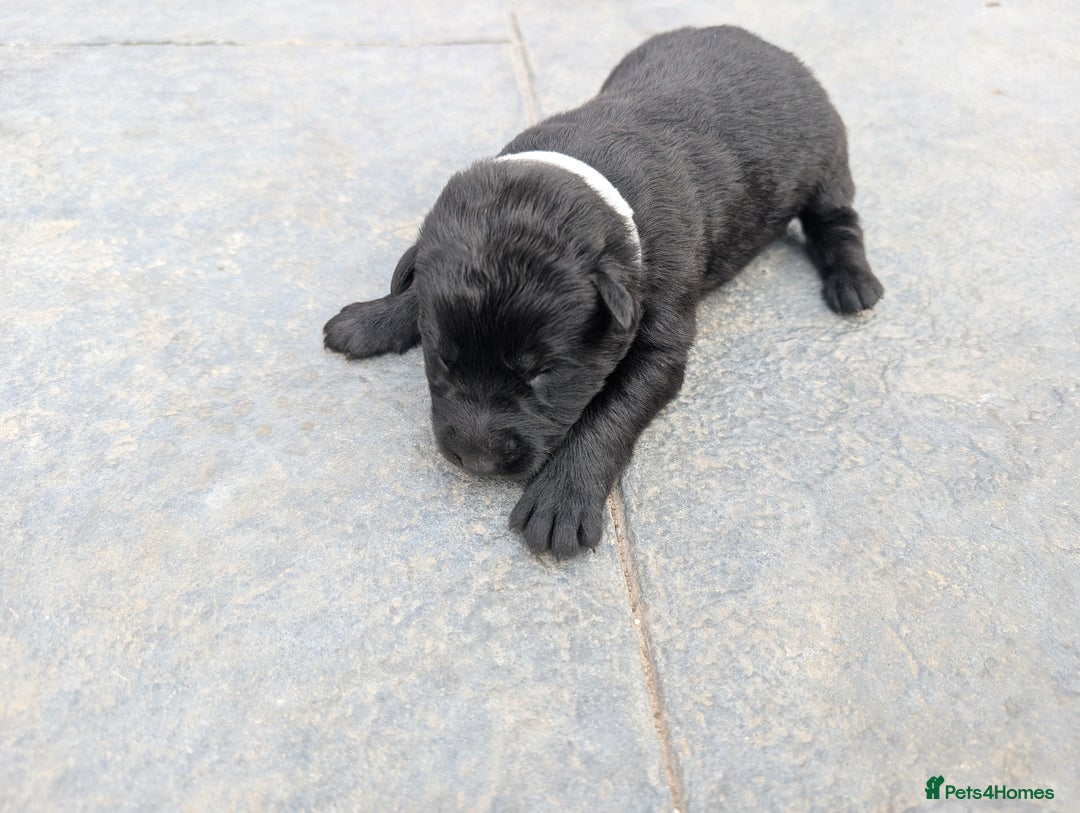 German Shepherd dogs for sale: Gorgeous Black German Shepherd Puppies. - Image 32