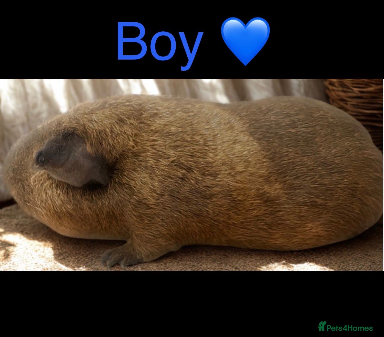 Guinea Pig rodents 3 Female, 3 male guinea pigs for new homes  - Advert 1