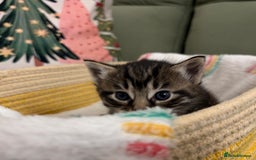 Siberian cats for sale: 4 Beautiful Siberian Cross Kitties 💗 - Advert 6