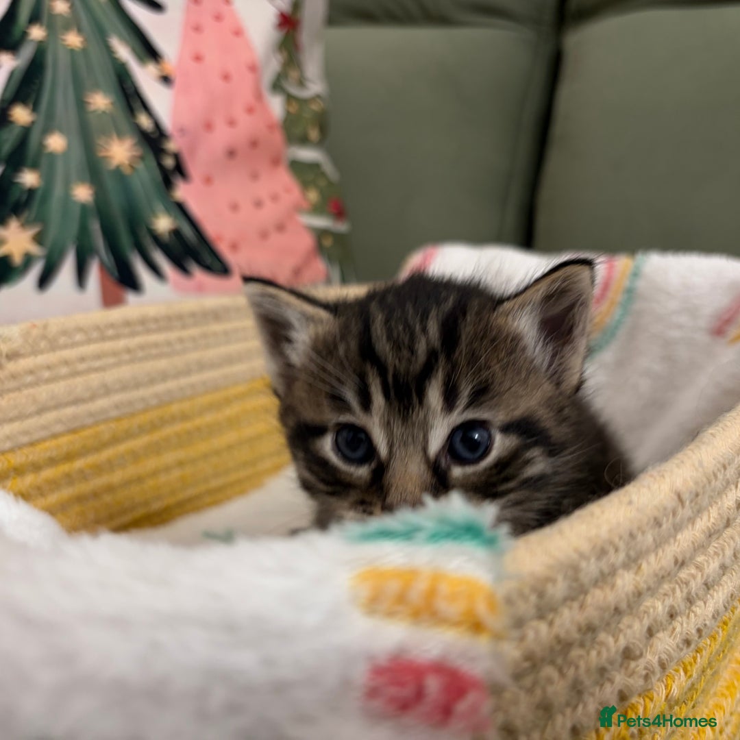 Siberian cats for sale: 4 Beautiful Siberian Cross Kitties 💗 - Advert 6