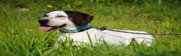 Pointer dogs for adoption: Raffie is looking for a perfect home  - Advert 2
