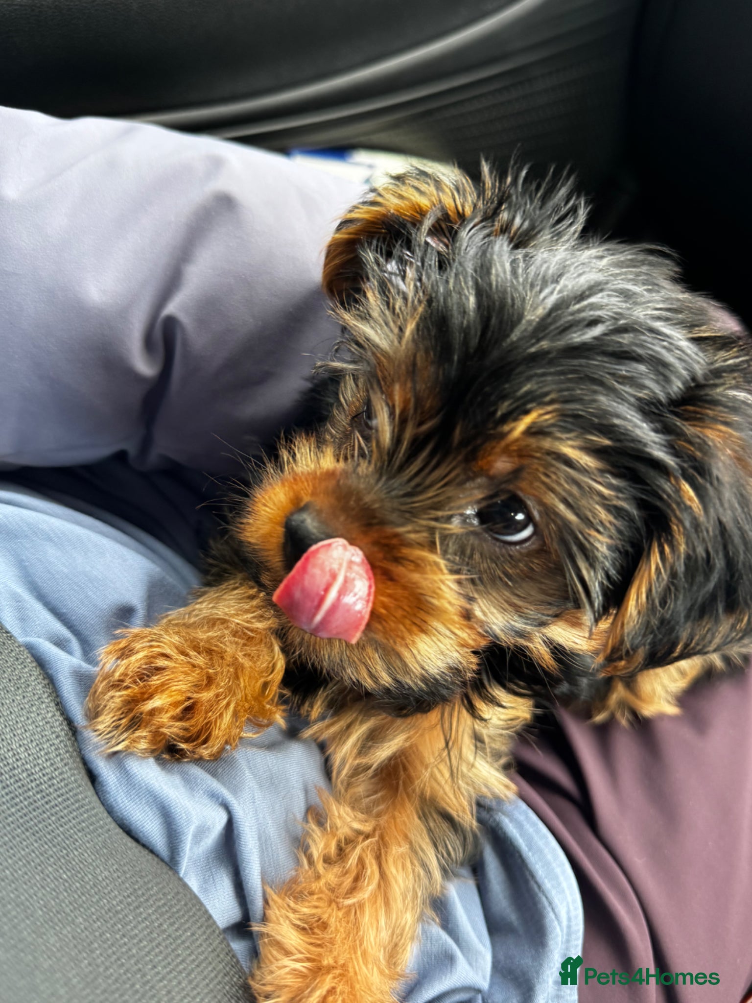 Yorkshire Terrier dogs Yorkshire Terrier Last Boy 🐶 KC Bloodline • - Advert 10