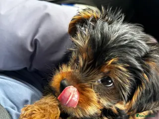 Yorkshire Terrier dogs Yorkshire Terrier Last Boy 🐶 KC Bloodline • - Advert 10