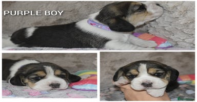 Beagle dogs - Advert 3