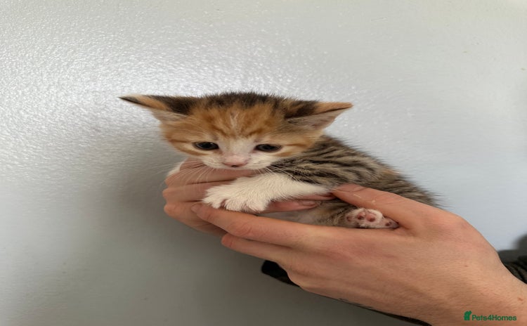 Mixed Breed cats - Advert 17