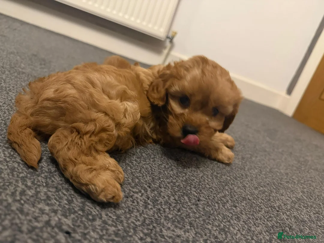 Cavapoo dogs for sale: Stunning male F1 Cavapoo for sale in Birmingham - Advert 4
