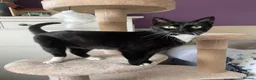 Mixed Breed cats for adoption: Asterix the Grrrreat, handsome boy in need of home - Advert 1