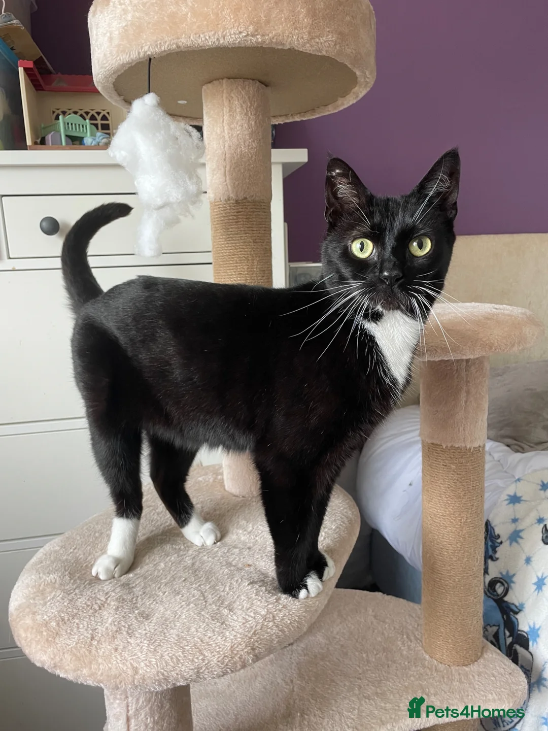 Mixed Breed cats for adoption: Asterix the Grrrreat, handsome boy in need of home - Advert 1
