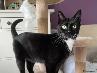 Mixed Breed cats for adoption: Asterix the Grrrreat, handsome boy in need of home - Advert 1