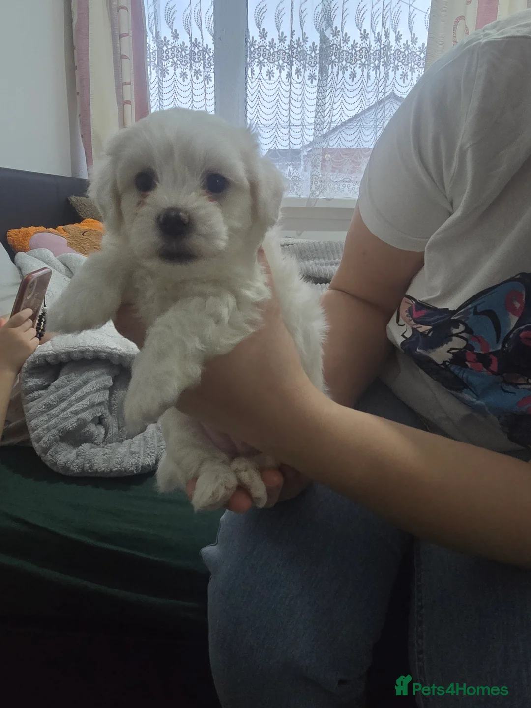 Bichon Frise dogs for sale: Only for dog lovers - Advert 6