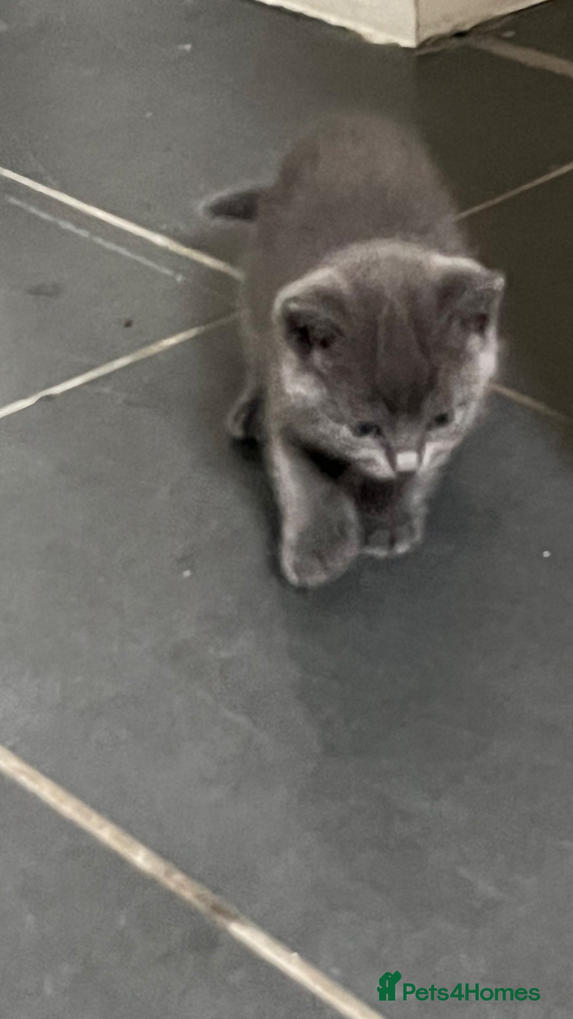 Mixed Breed cats Grey and black kittens  - Advert 11