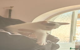 Mixed Breed cats for sale: Three beautiful kittens for sale  - Image 2