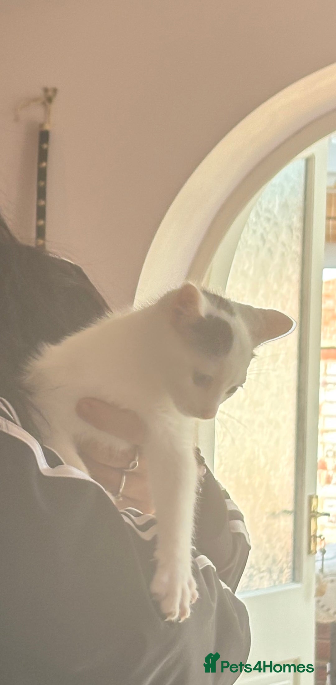 Mixed Breed cats for sale: Three beautiful kittens for sale  - Image 2