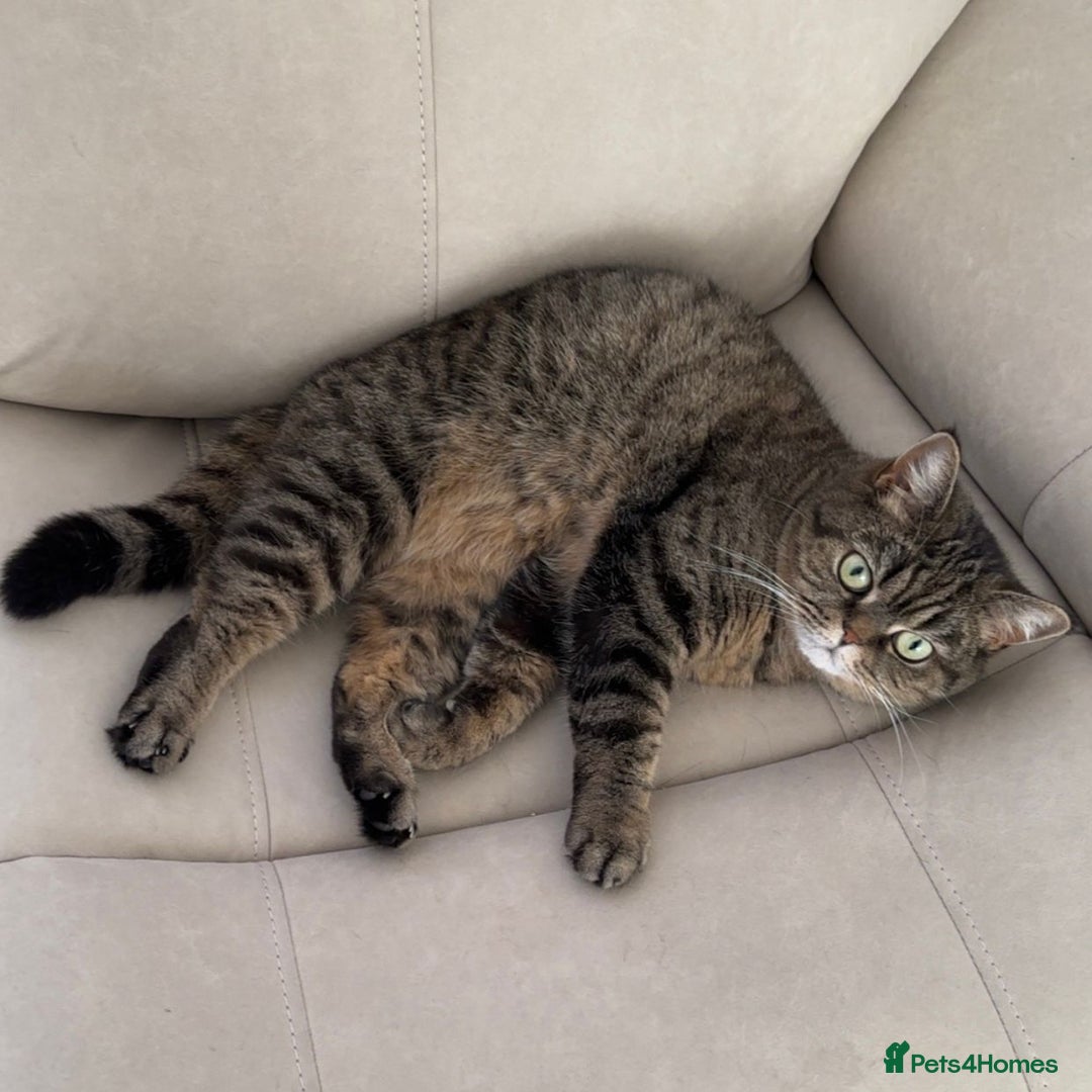 British Shorthair cats for sale: British Shorthair + accessories READ DESCRIPTION  - Image 2