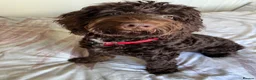 Cockapoo dogs for stud: Proven chocolate Cockapoo STUD - Advert 6