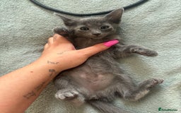 Scottish Fold cats for sale: Oriental shorthair x Scottish fold - Image 3