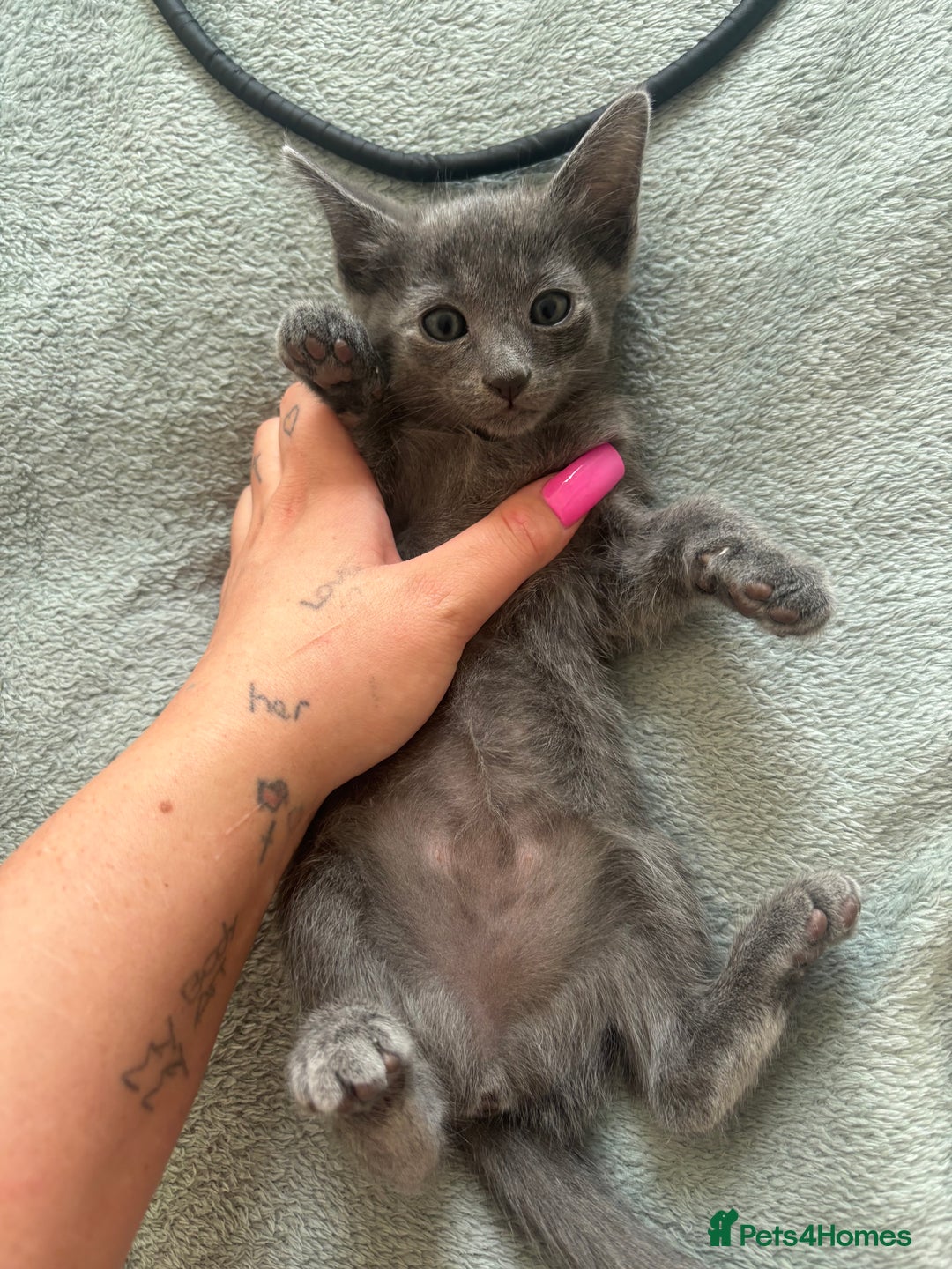 Scottish Fold cats for sale: Oriental shorthair x Scottish fold - Image 3