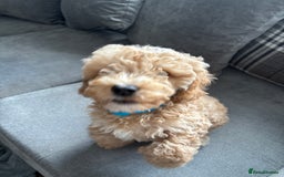 Cockapoo dogs for sale: Rehome - Image 3