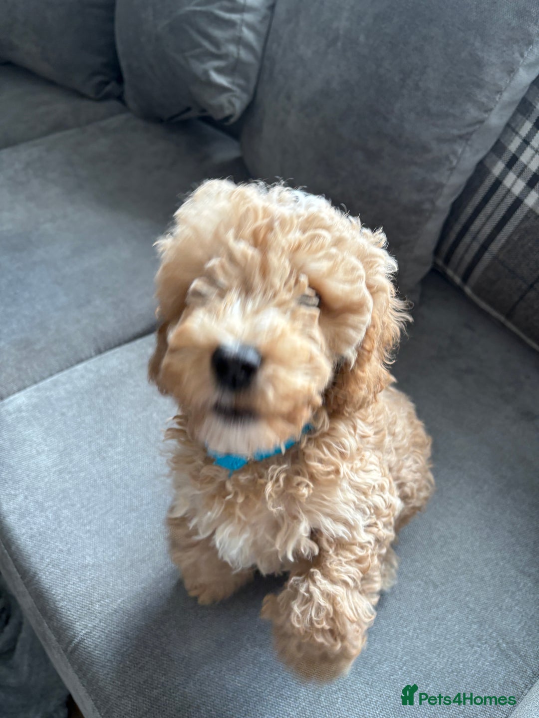 Cockapoo dogs for sale: Rehome - Image 3