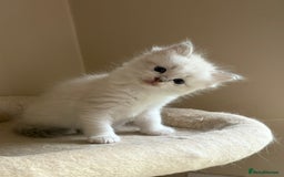 Ragdoll cats for sale: 5 beautiful GCCF Ragdoll kittens - Image 14