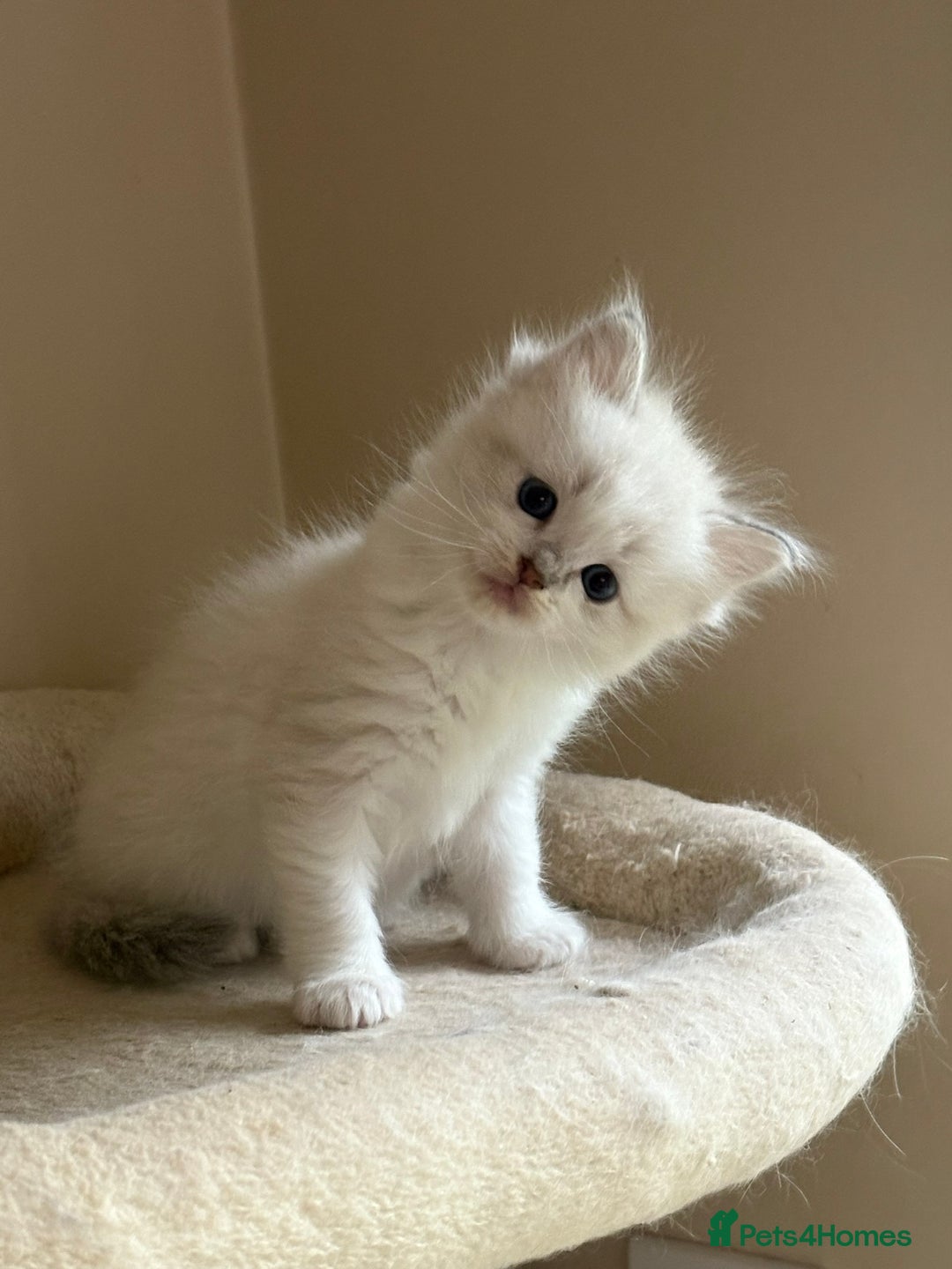 Ragdoll cats for sale: 5 beautiful GCCF Ragdoll kittens - Image 14