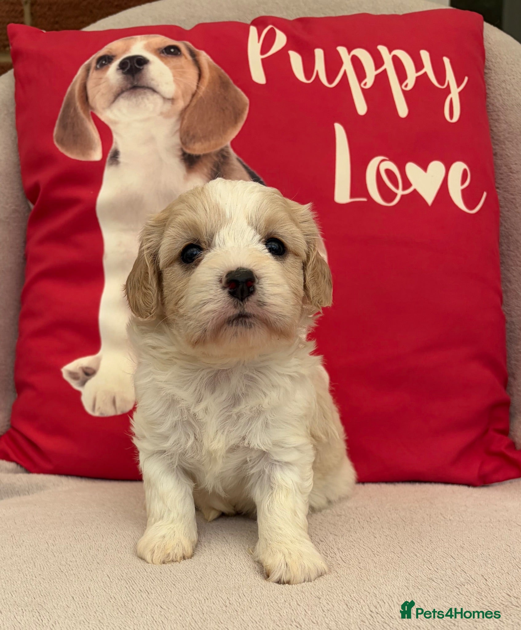 Cavachon dogs Cavashon puppies  - Advert 2