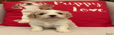Cavachon 2