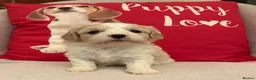 Cavachon dogs for sale: Cavashon puppies  - Advert 2