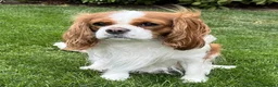 Cavalier King Charles Spaniel dogs for sale: KC Reg Health Tested Cavalier Puppies Due 18th Aug - Advert 3