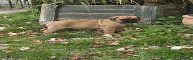 Bullmastiff Puppy 1