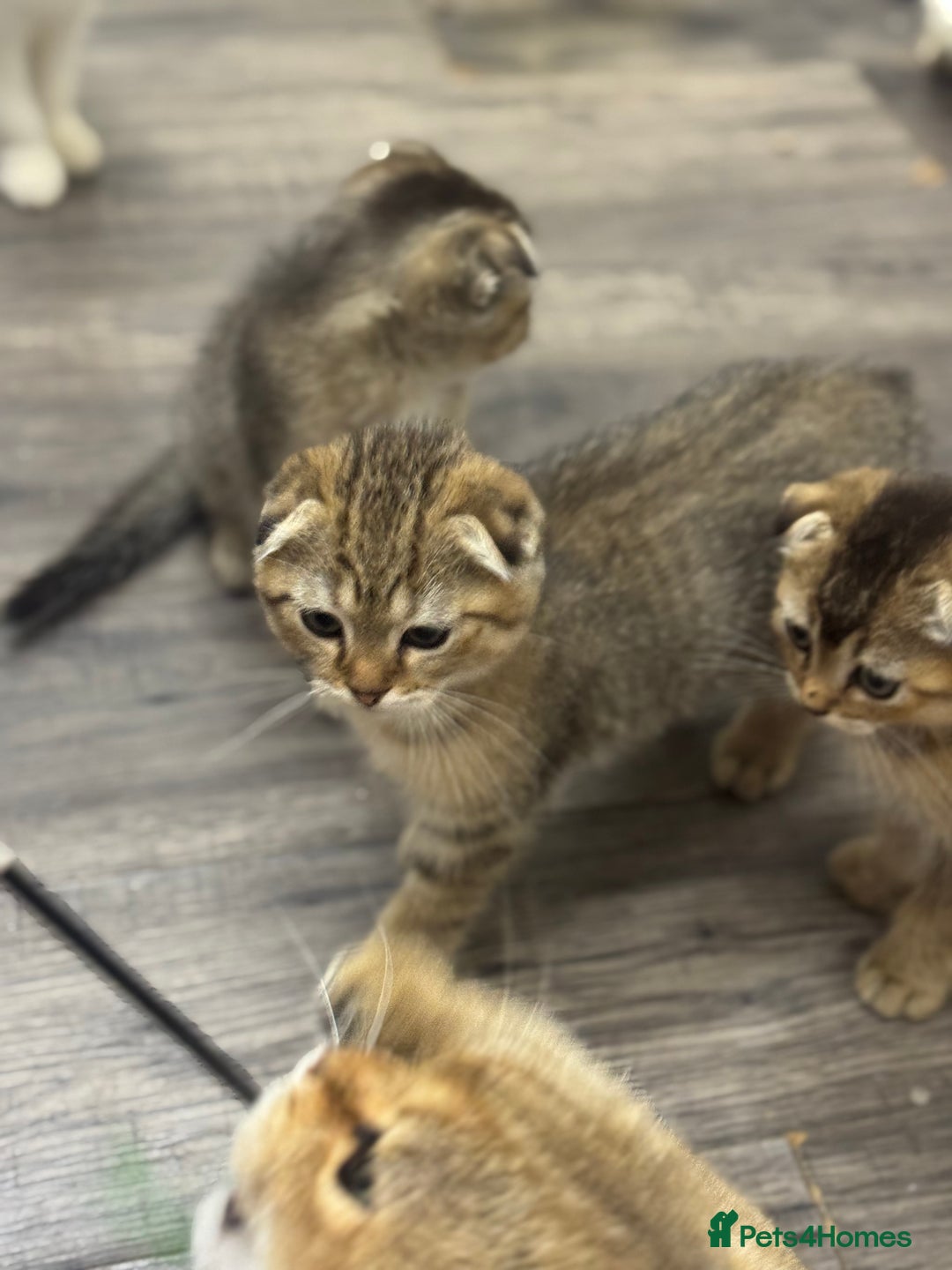 Scottish Fold cats for sale: Golden Scottish fold  - Image 14