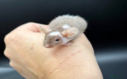 Mouse rodents for sale: Fancy Mice - Standard, Rex, Double Rex (Hairless)  - Image 9