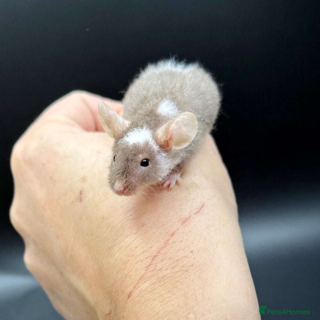 Mouse rodents for sale: Fancy Mice - Standard, Rex, Double Rex (Hairless)  - Image 9