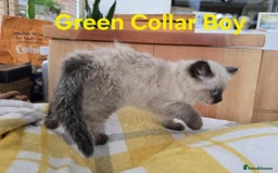 Ragdoll cats for sale: Beautiful fluffy Ragdolls / 2 boys left - Image 12